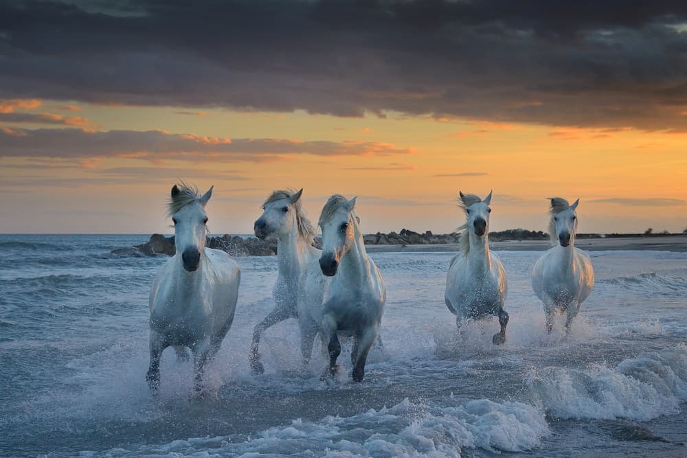 Wild Horses Sunset Gallop by Muriel Vekemans — canvas wall art