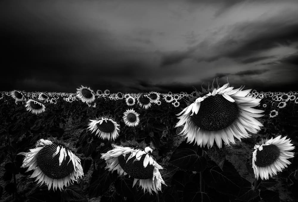 Stormy Sunflower Field by Alfonso Novillo — canvas wall art
