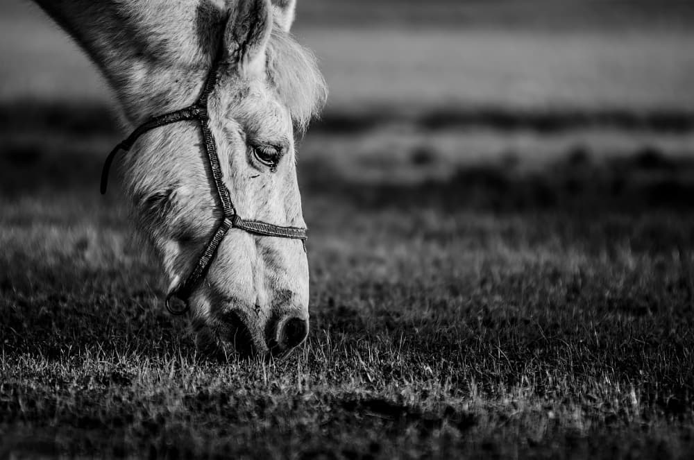 Peaceful White Horse by WangAoXiang — canvas wall art