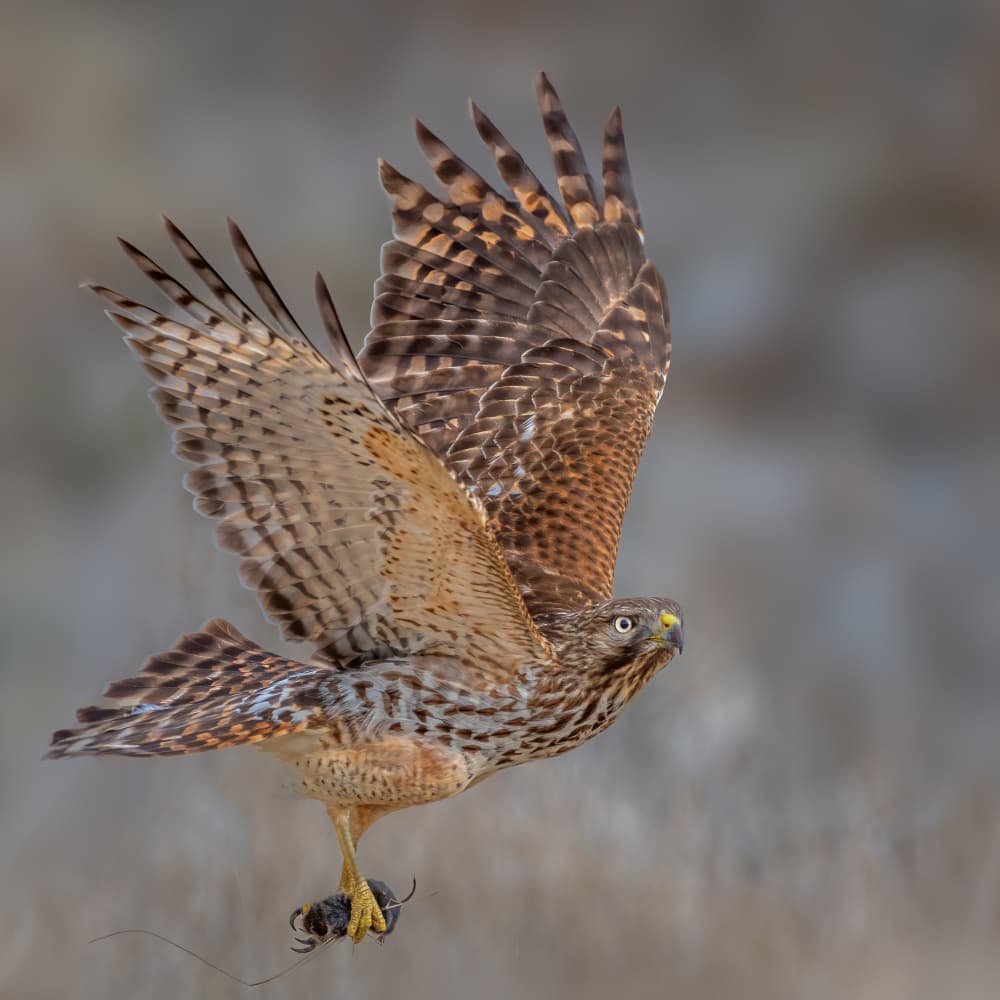 Hunter's Flight by Jacob (Jian) Xu — canvas wall art