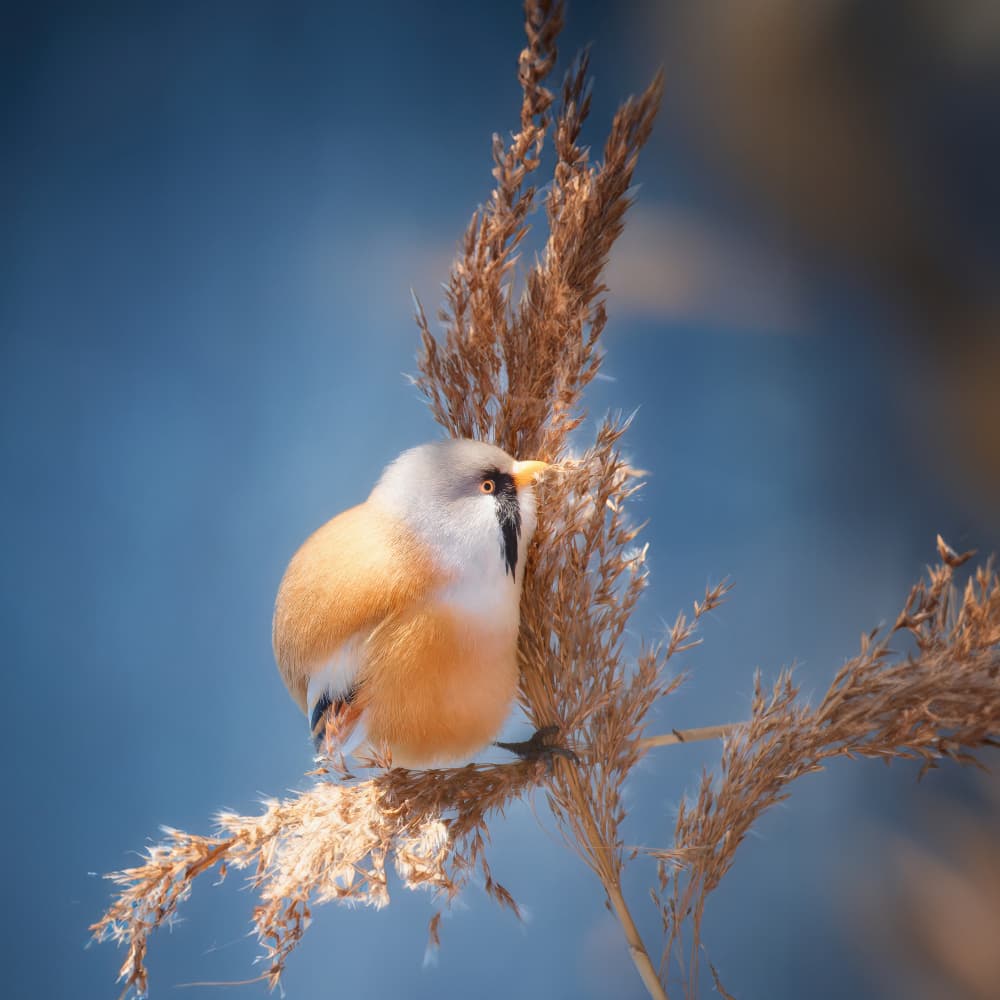Bearded Tit on Reed by Cristian Vasile — canvas wall art