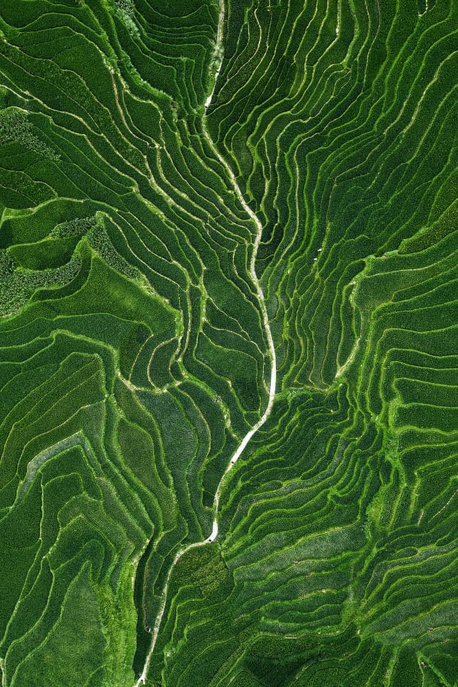 Winding Green Rice Terraces by TIANQI — canvas wall art