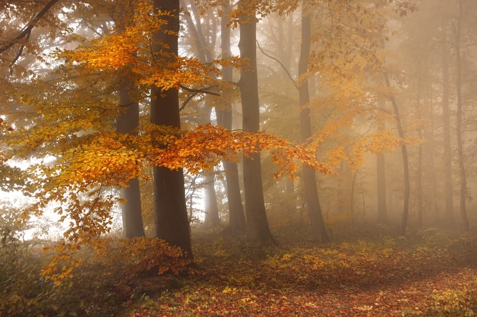 Misty Autumn Woods by Nicolas Schumacher — canvas wall art