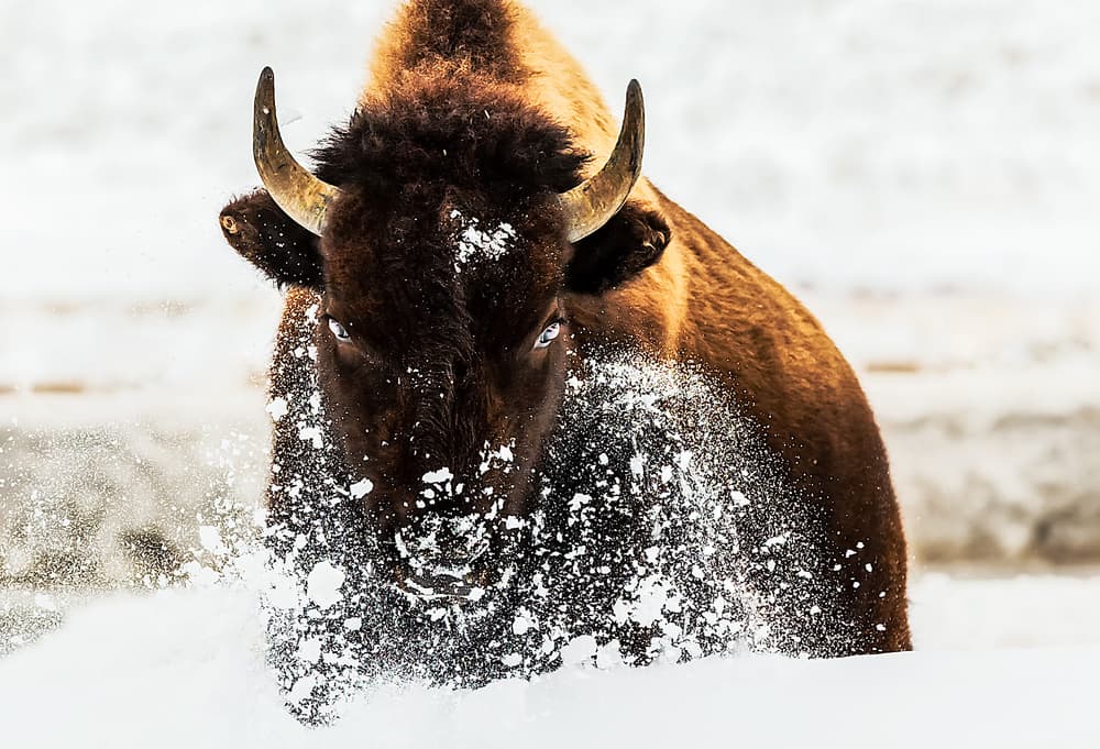 Charging Bison In Snow by David Hua — canvas wall art