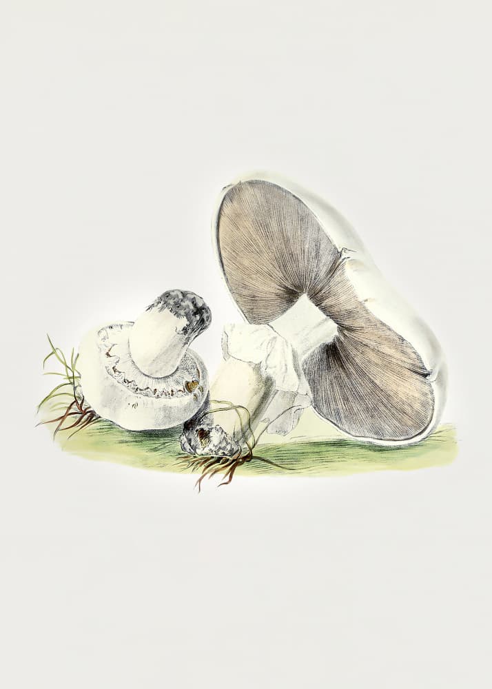 Hand Drawn Horse Mushroom Standing by Biodiversity Heritage Library — canvas wall art