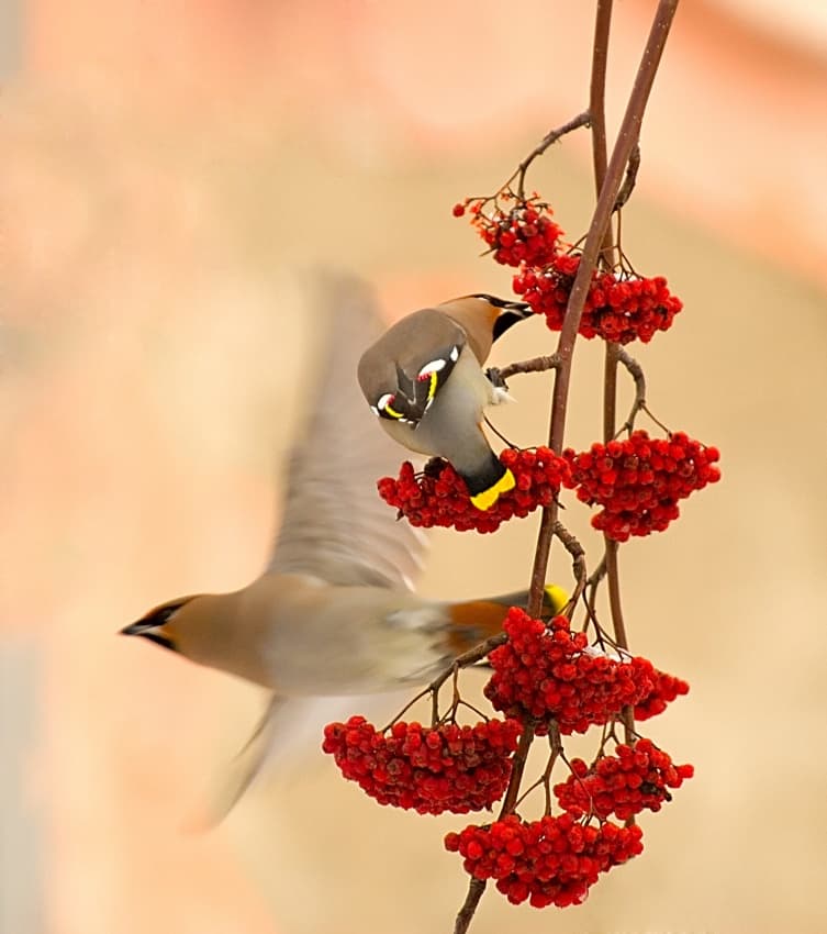 Winter Birds Berry Feast by Dmitry Dubikovskiy — canvas wall art