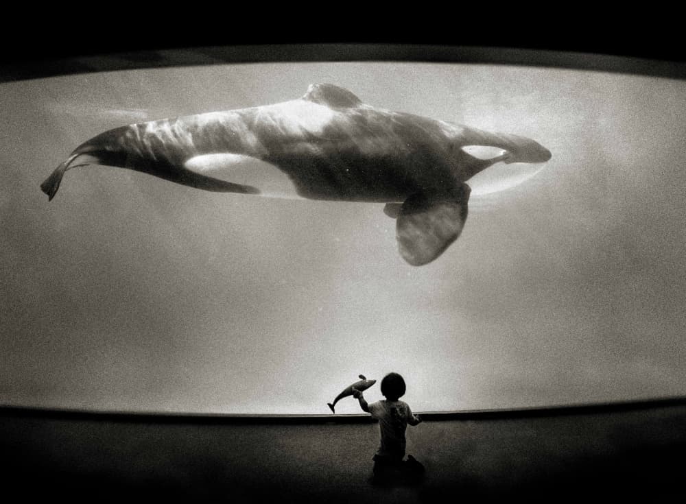 Child's Orca Wonder by Kenichiro Hagiwara — canvas wall art
