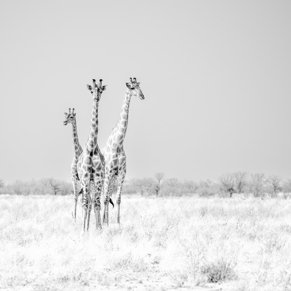 Three Majestic Giraffes by Peter Schoeman — canvas wall art