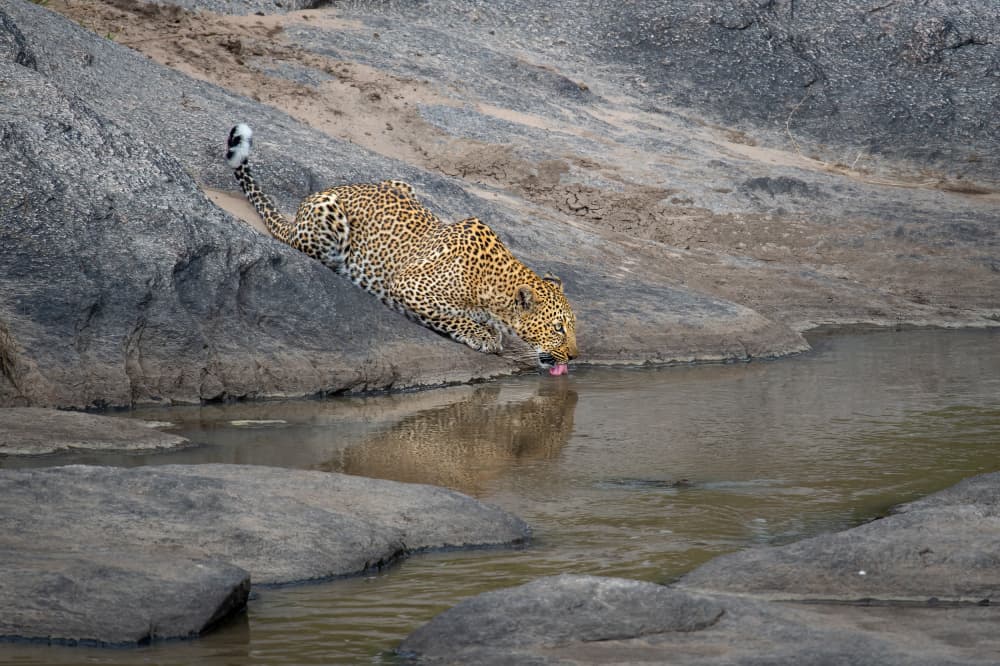 Leopard Drinking Water by Jeffrey C. Sink — canvas wall art