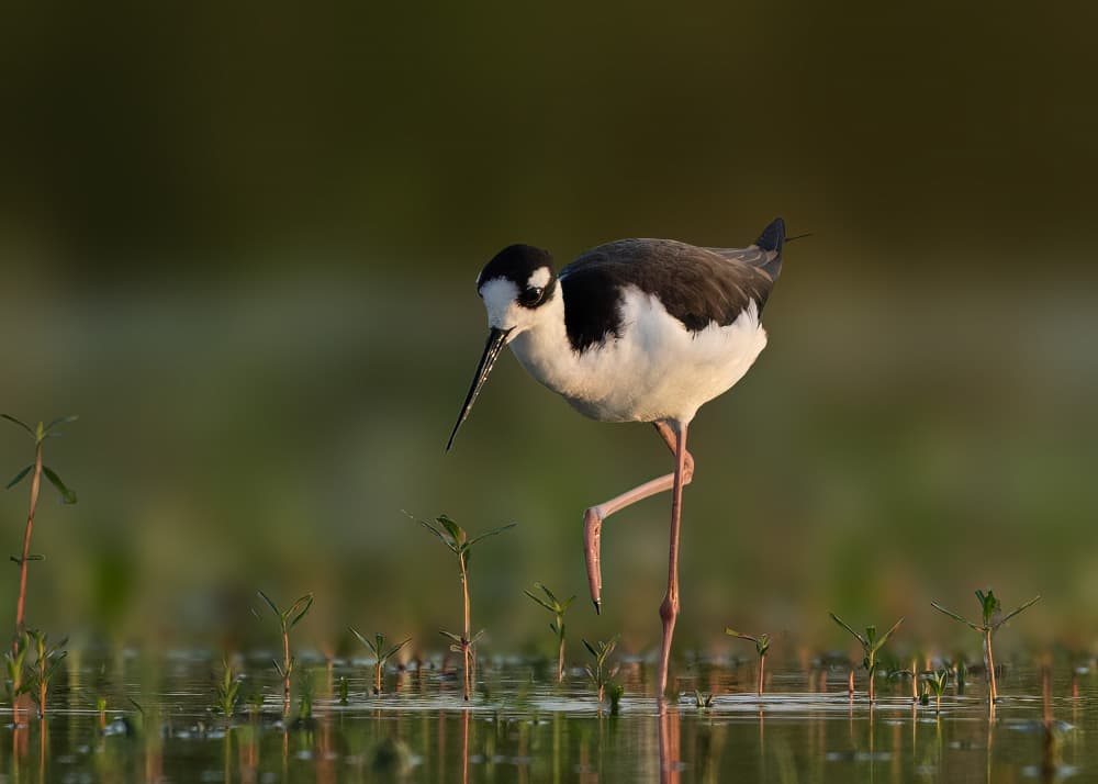 Black-necked Stilt Wading by Robert Zhang — canvas wall art