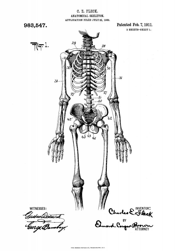 Anatomical Skeleton Patent by Andreas Magnusson — canvas wall art