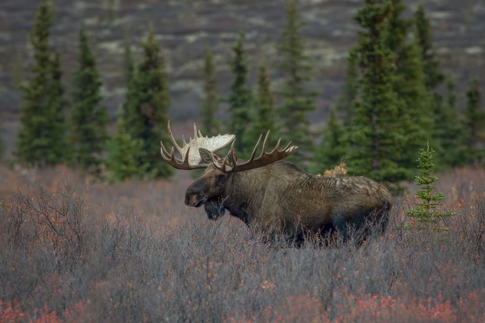 Majestic Autumn Moose by Max Wang — canvas wall art