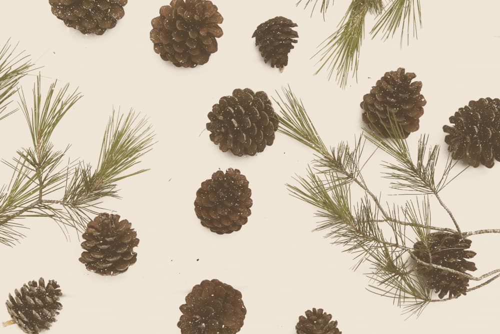 Snowy Pine Cones by Florent Bodart — canvas wall art