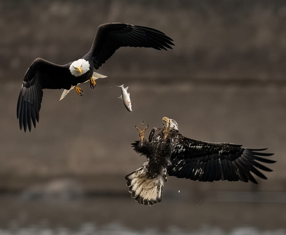 Bald Eagles Fish Battle by Yanny Liu — canvas wall art