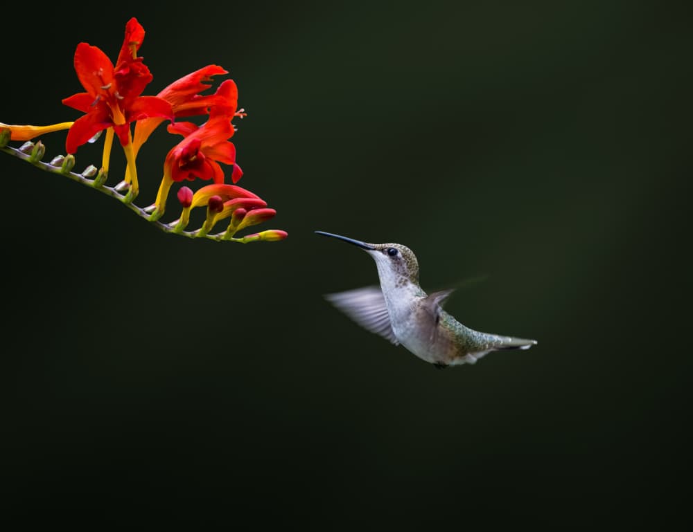Hummingbird Red Flower by Hannah & Wei — canvas wall art
