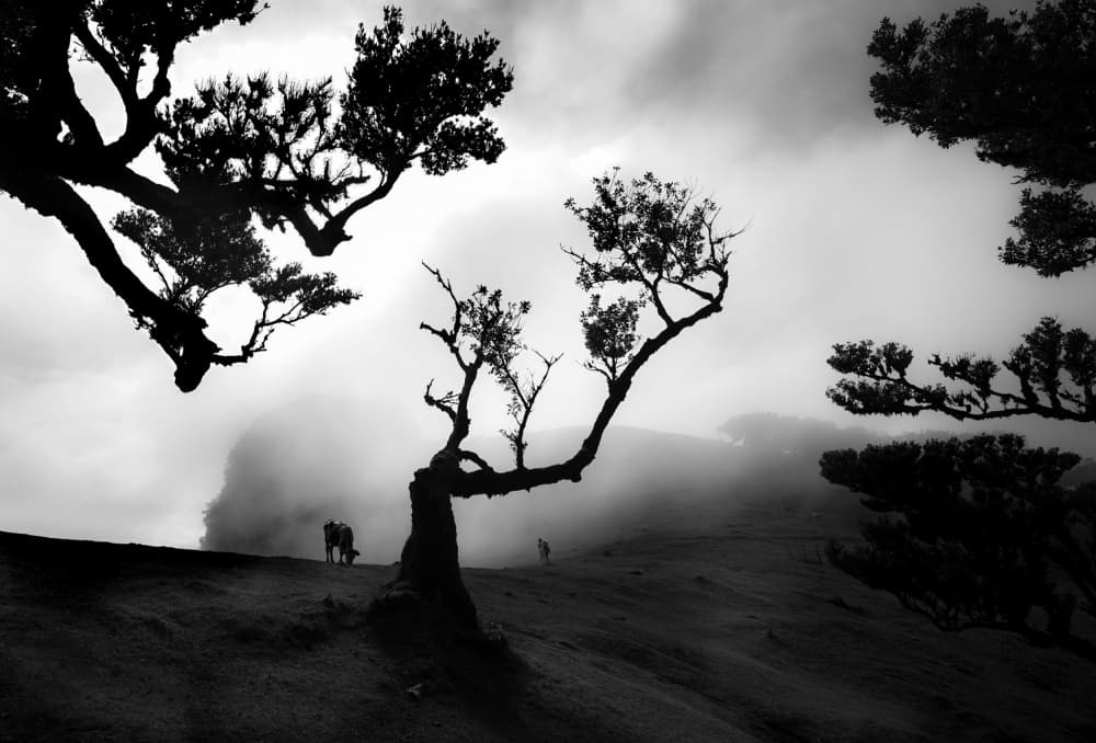 Moody Cloud Forest by Milan Uhrin AFIAP AZSF — canvas wall art