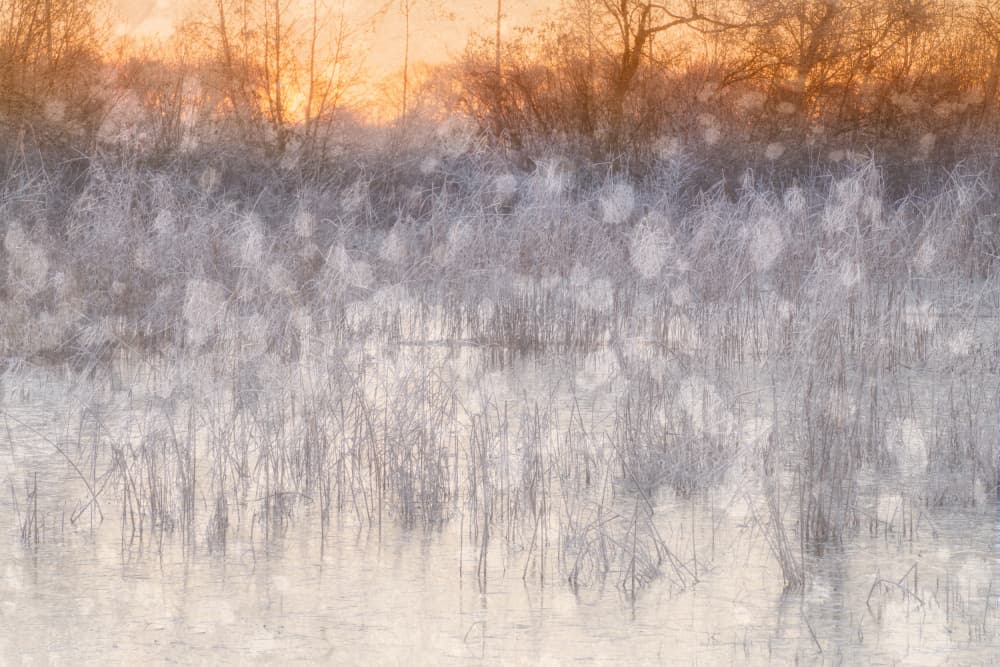 Ethereal Winter Marsh by Ria Groot Zevert — canvas wall art