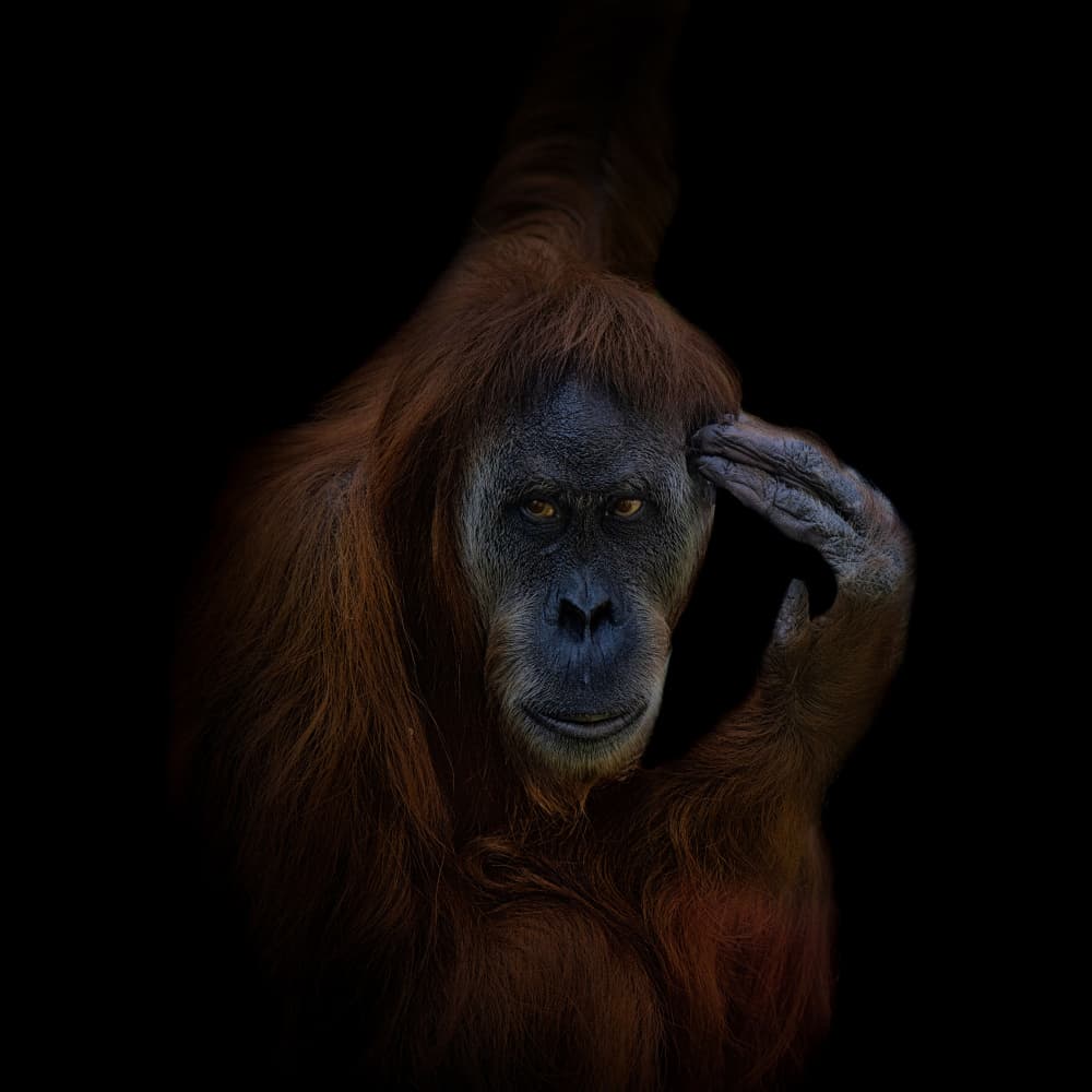 Thoughtful Orangutan Portrait by Georgios Tsikiridis — canvas wall art