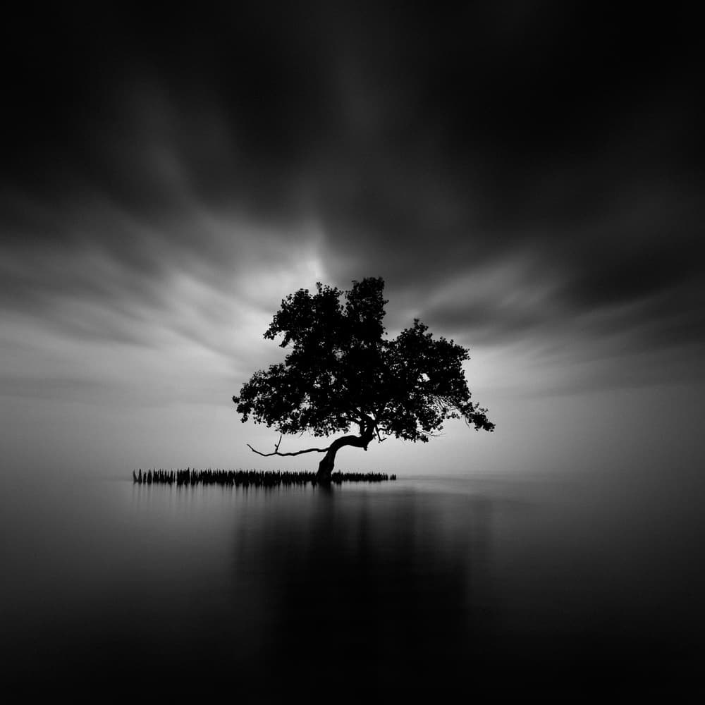Black White Lone Tree by Rony Tjayana — canvas wall art