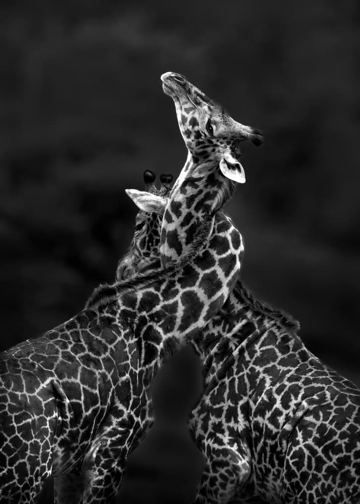 Loving Giraffes Embrace by Joanna W — canvas wall art