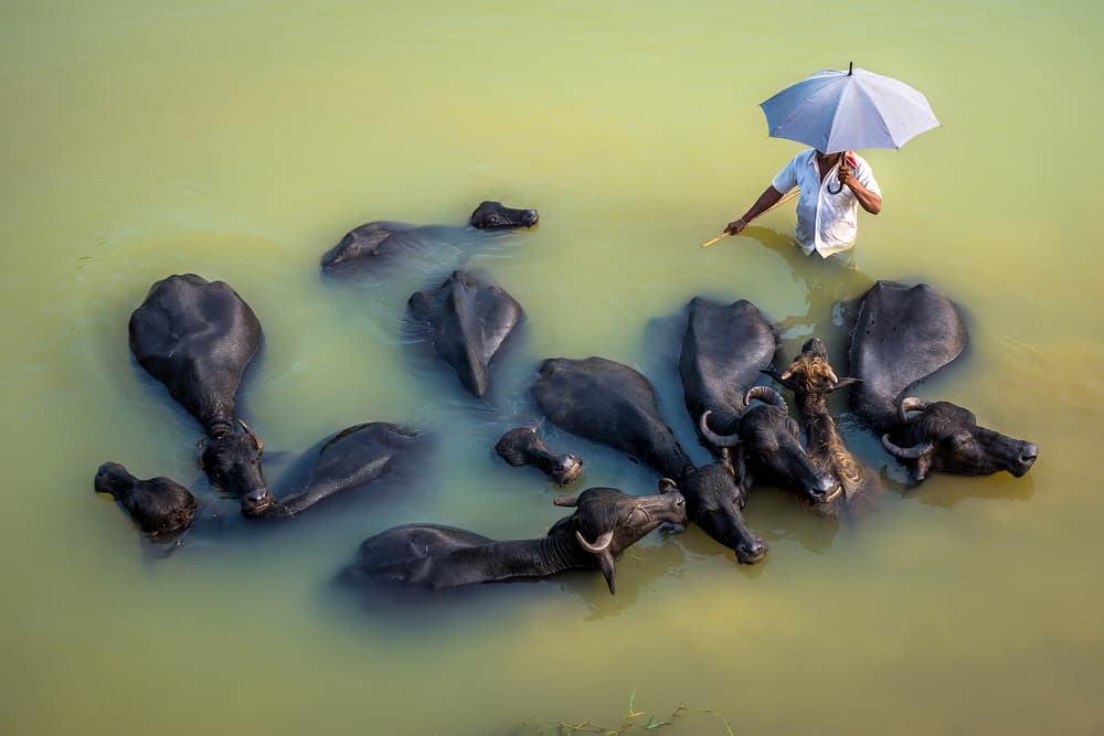 Man Bathes Water Buffalo by Saurabh Sirohiya — canvas wall art