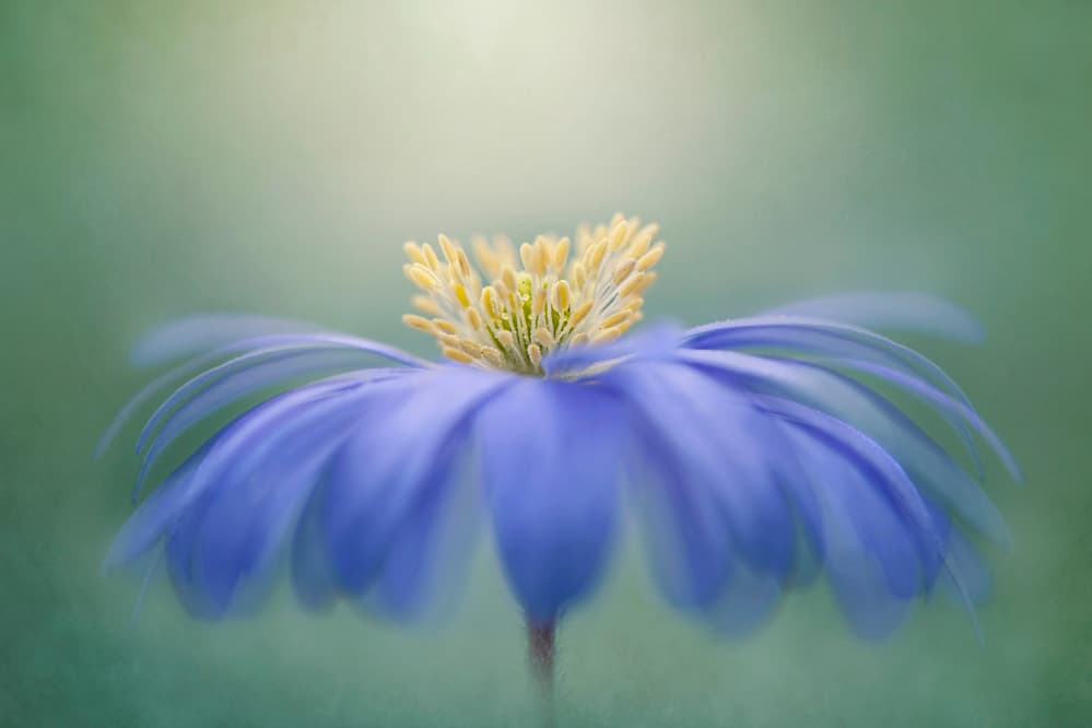 Blue Petals by Jacky Parker — canvas wall art