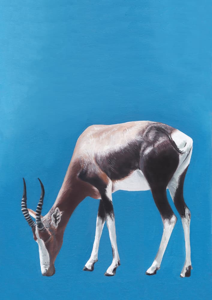 Grazing Blesbok Antelope by Viccy Wanliss — canvas wall art