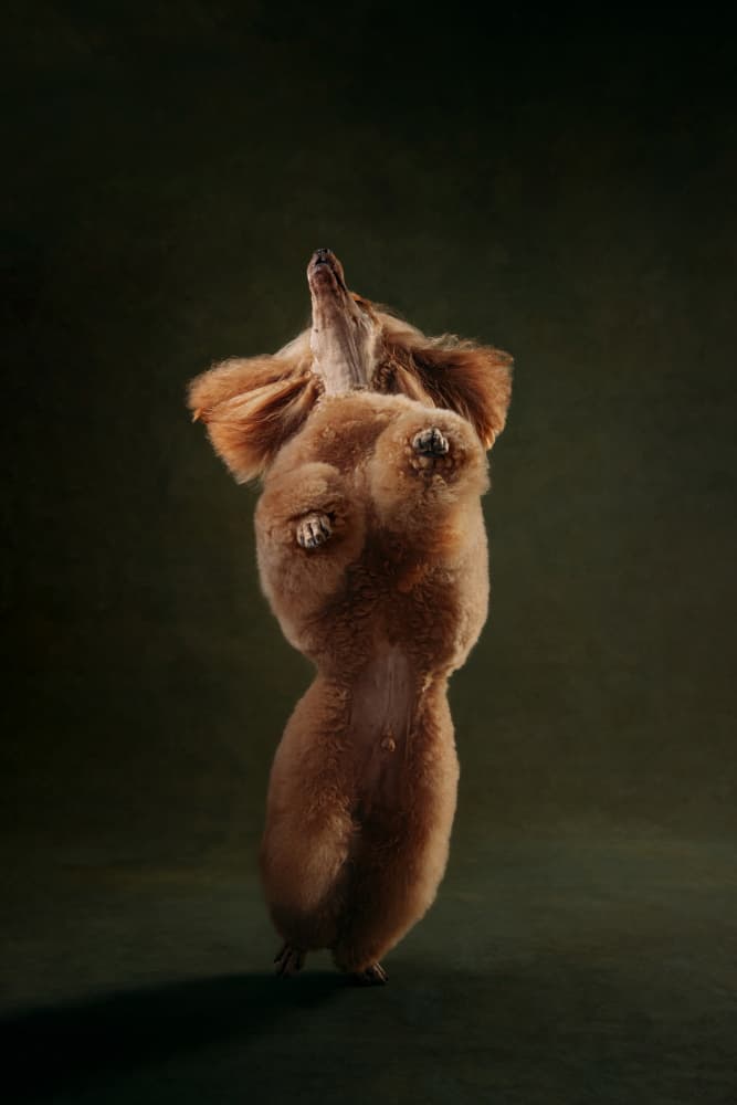 Curious Poodle Figure by Angyalosi Beáta — canvas wall art