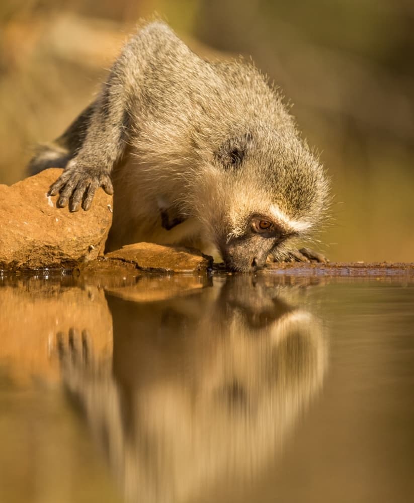 Calm Monkey Reflection by Jaco Marx — canvas wall art