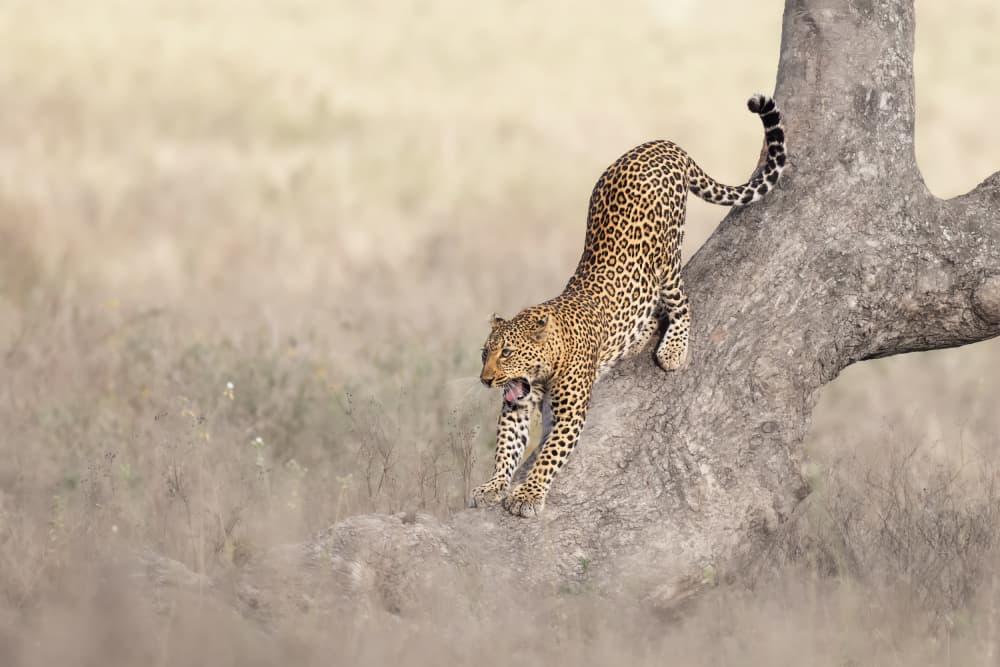African Leopard Stretch by Ali Khataw — canvas wall art