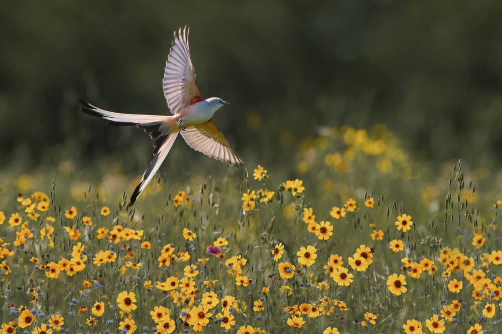 Flight Over Summer Flowers by Qing Zhao — canvas wall art