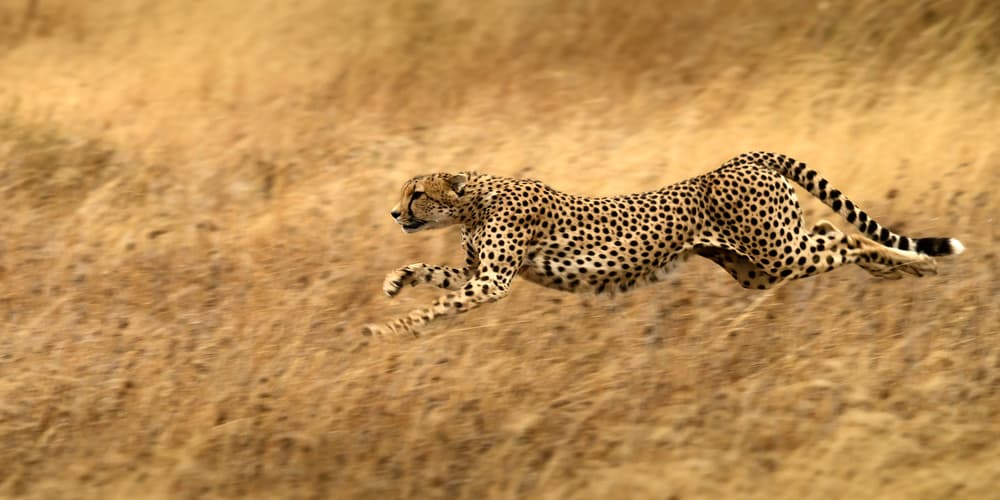 Cheetah at Full Speed by Hung Tsui — canvas wall art