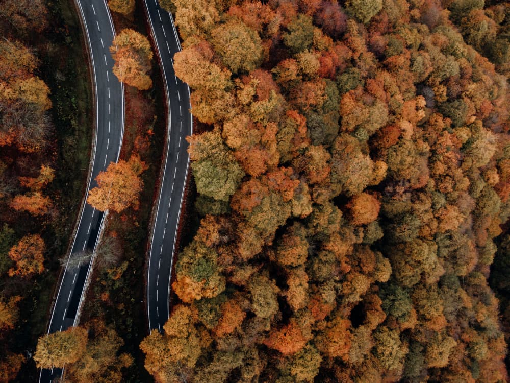 Winding Autumn Forest Roads by Javier Pardina — canvas wall art