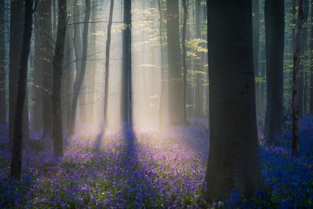 Enchanted Bluebell Forest by Adrian Popan — canvas wall art