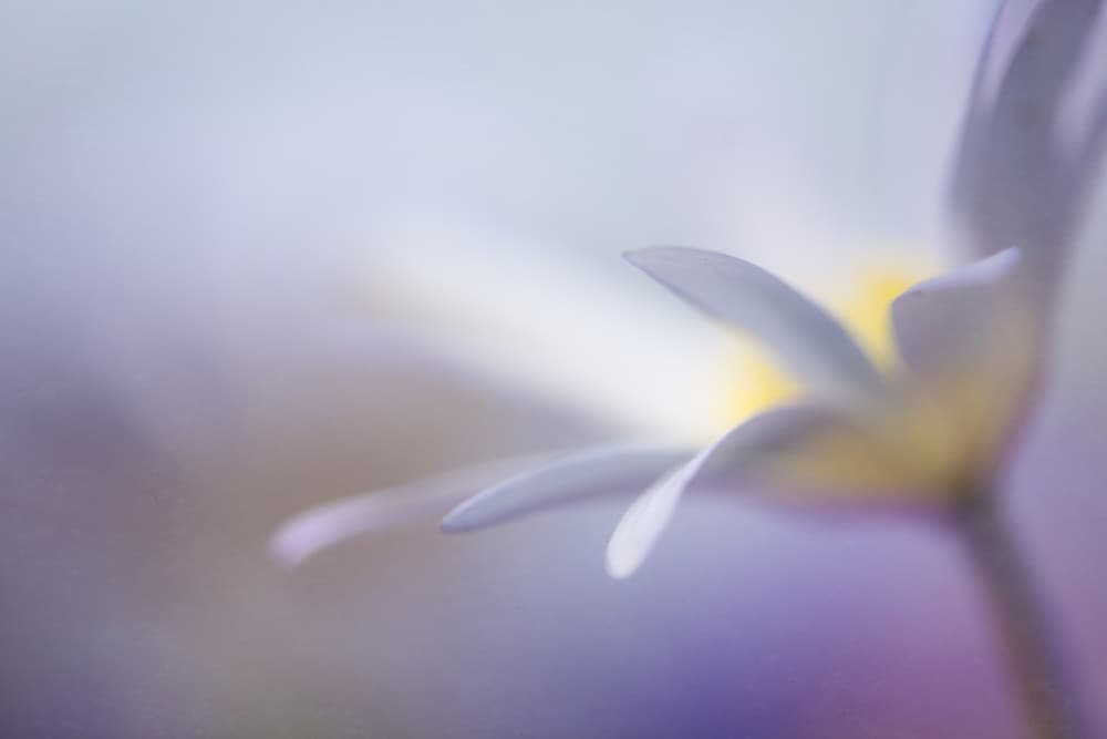 Soft Lavender Bloom by Penny Myles — canvas wall art