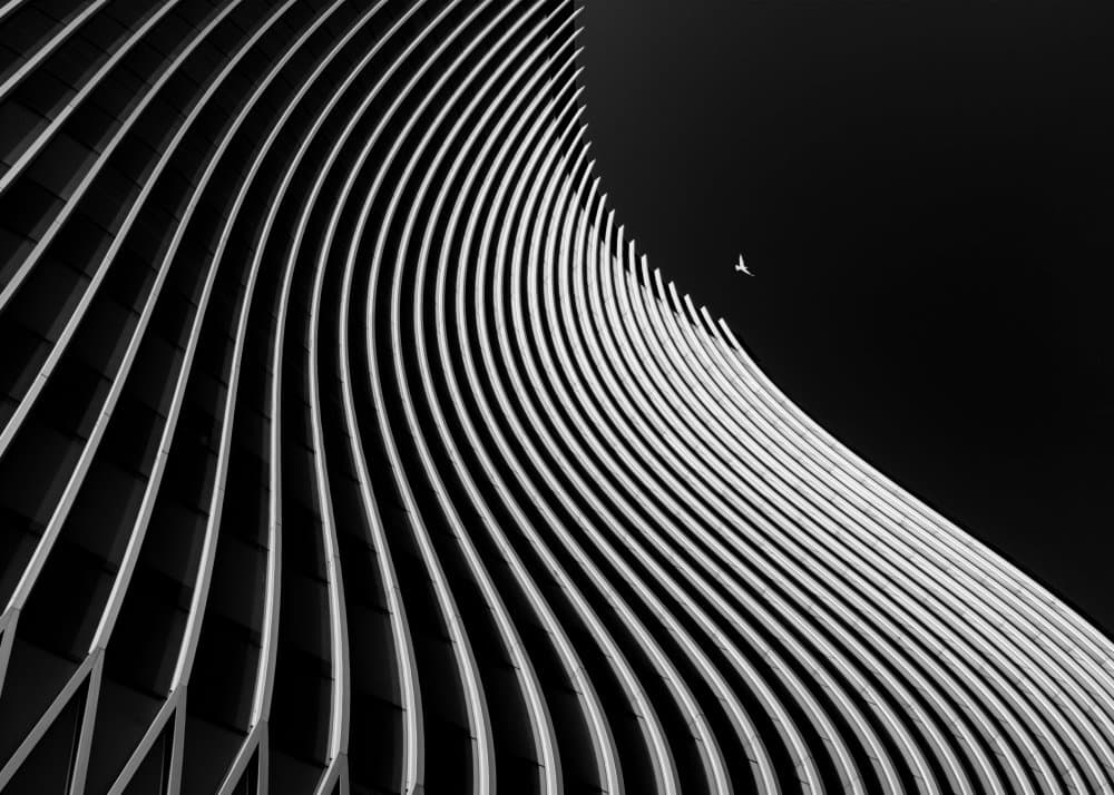 Modern Curves and Bird by alizolghadri93 — canvas wall art