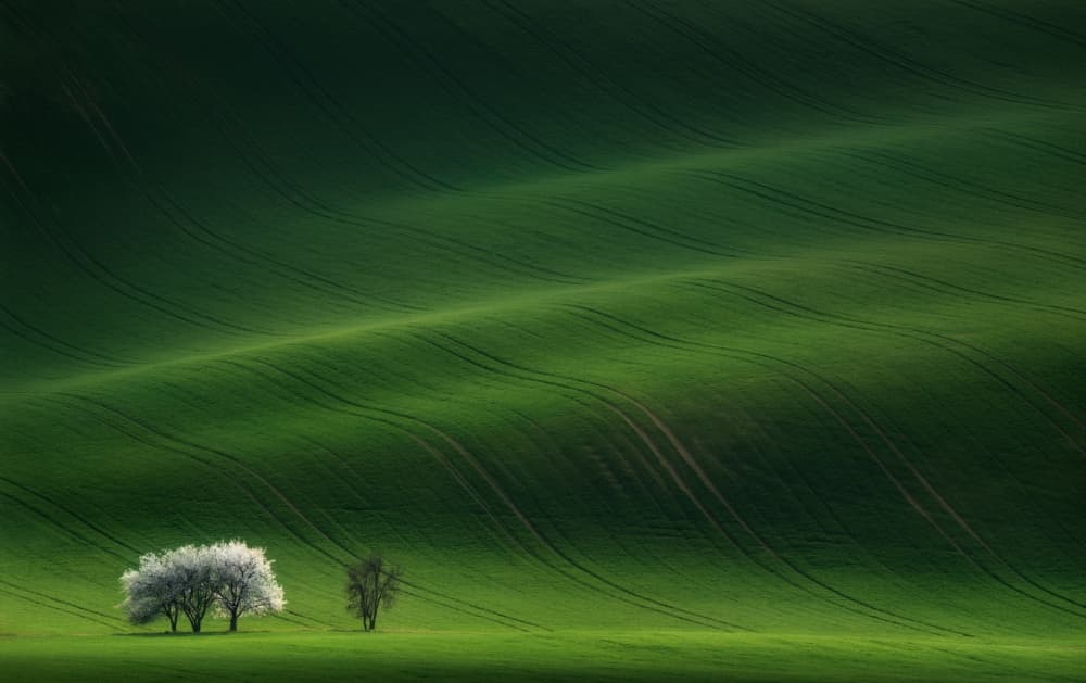 Spring Hillside Trees by Vlad Sokolovsky — canvas wall art