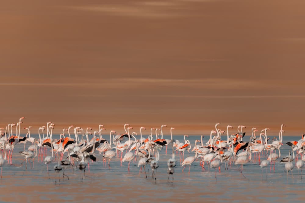 Pink Flamingos On Water by Bassant Meligy — canvas wall art