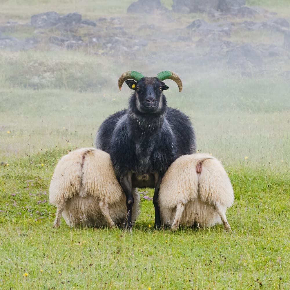 Black Ram Green Horns by Chao Feng 天馬 — canvas wall art