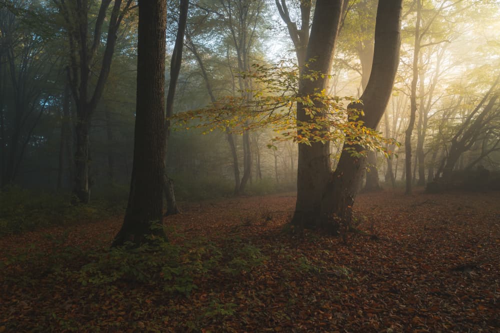 Golden Forest Mist by Alexandru Ionut Coman — canvas wall art