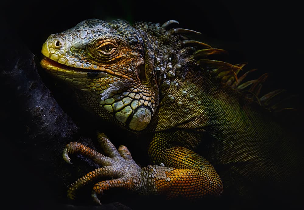 Emerald Iguana Gaze by Santiago Pascual Buye — canvas wall art