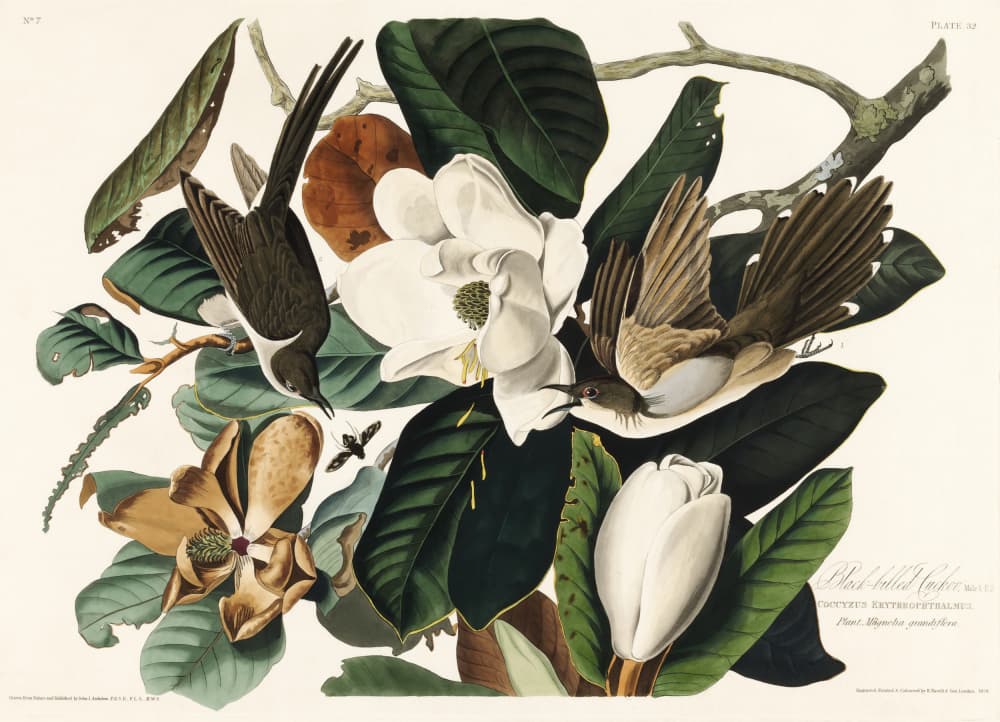 Black Billed Cuckoo From Birds of America (1827) by John James Audubon — canvas wall art