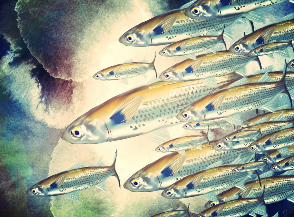 Shimmering Fish School by Jocelyn Wortley — canvas wall art