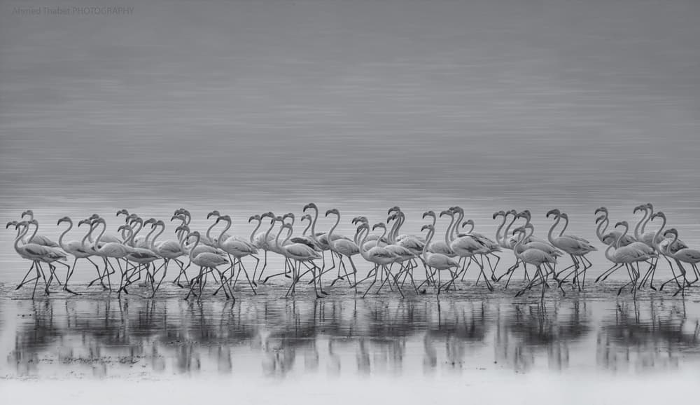 Monochrome Flamingo March by Ahmed Thabet — canvas wall art