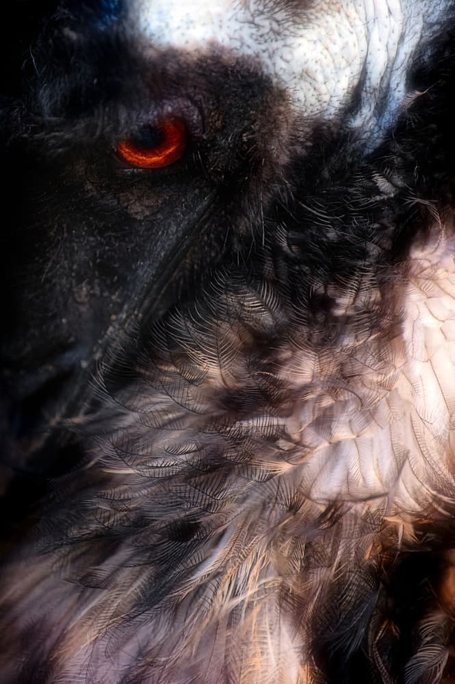 Intense Red Eye Gaze by Santiago Pascual Buye — canvas wall art