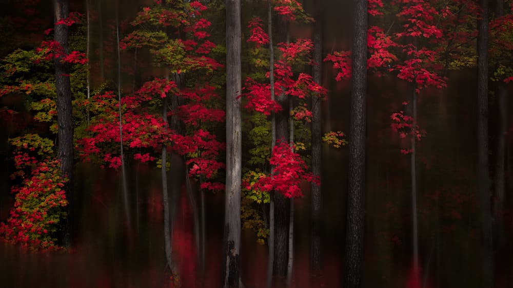 Autumn Forest Glow by Andy Hu — canvas wall art
