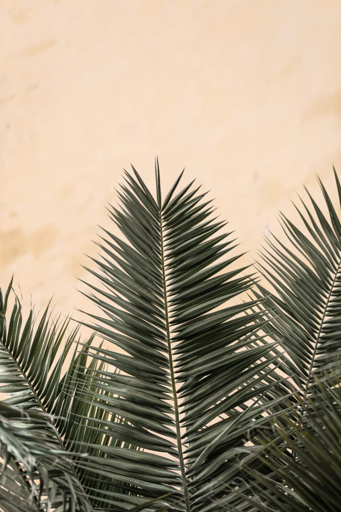 Tropical Palm Fronds by Pictufy Studio III — canvas wall art