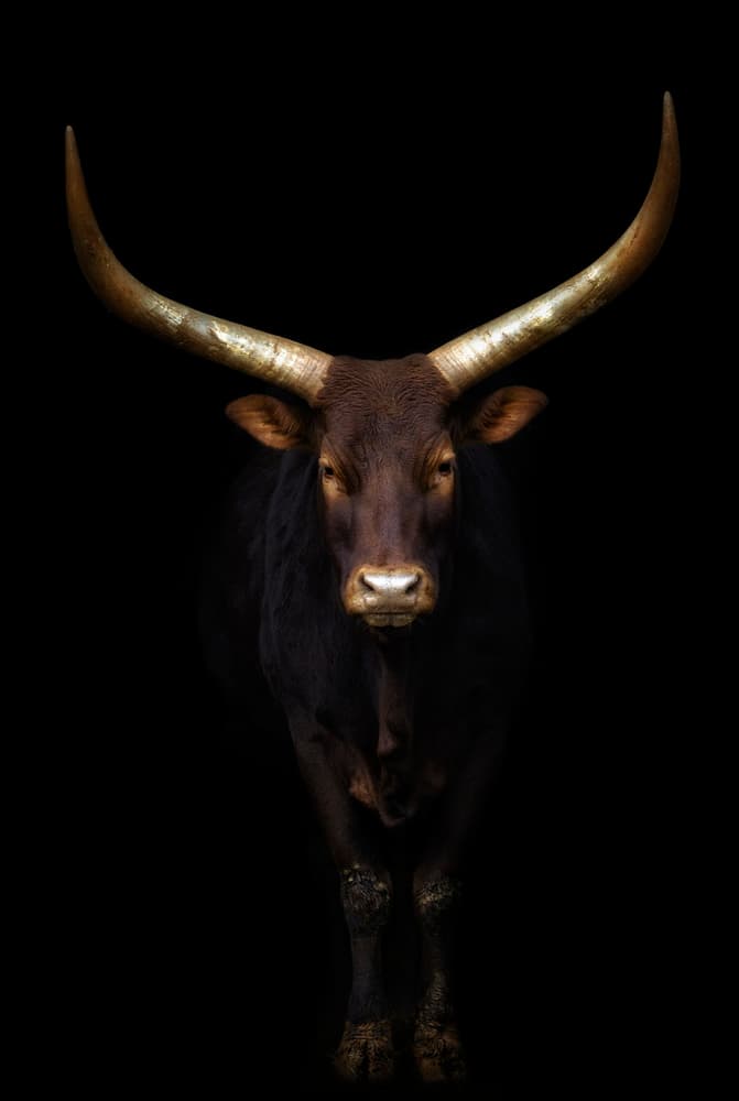 Powerful Bull Golden Horns by Sergio Saavedra Ruiz — canvas wall art
