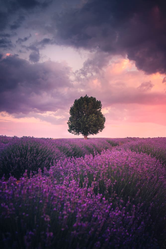 Lone Tree Lavender Sunset by Cuma Cevik — canvas wall art
