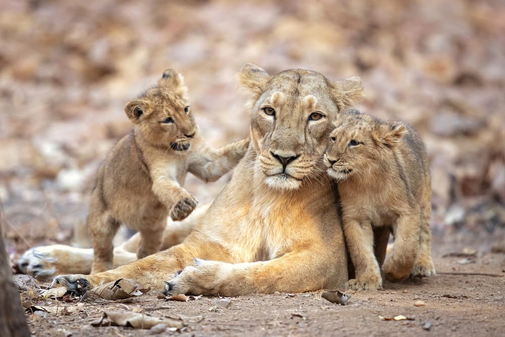Wild Lion Family by Milan Zygmunt — canvas wall art